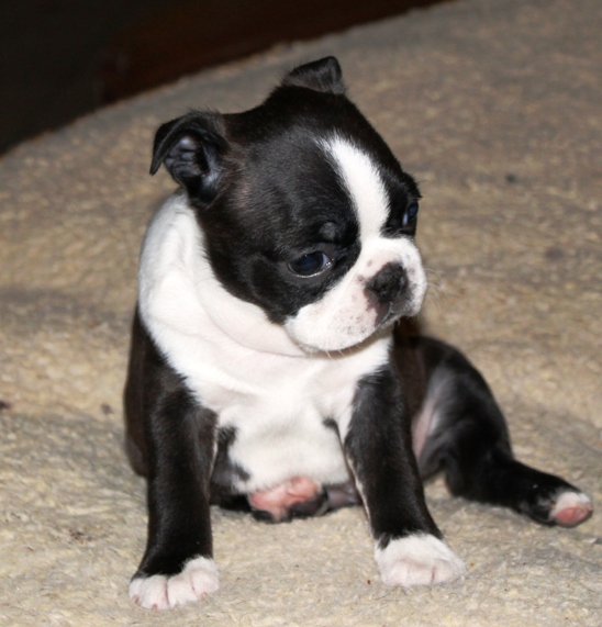 Ckc boston terrier online puppies for sale